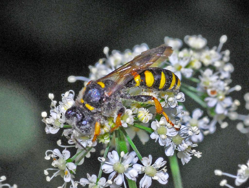 Crabronidae: femmina di Crabro cribrarius